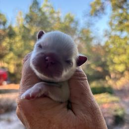Stone - White male Shih Tzu puppy in Dallas, Texas from Heart and Soul Shih Tzu