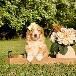 Yellow girl - Red female Bernedoodle puppy in Silver Creek, Georgia from Sweet Georgia Doodles