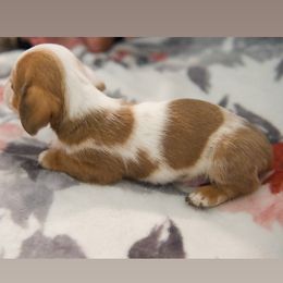 Dachshund Puppies from Purpleheartdoxies