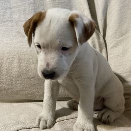 Boy 3 - Tan and white male Jack Russell Terrier puppy in Melbourne, Florida from Rustling Oaks Jack Russell Terrier’s