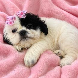 Jessy - Black and white female Shih Tzu puppy in Claremont, California from Lovable Shih Tzus