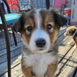 Old Time Scotch Collies from Menagerie Ranch