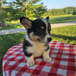 Jag(uar) - Black and tan male Pembroke Welsh Corgi puppy in Tennessee from Voneida Collies & Corgis