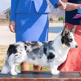 Chevy - Cardigan Welsh Corgi