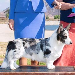 Chevy - Cardigan Welsh Corgi
