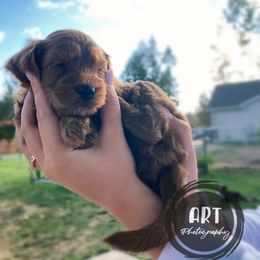 Goldendoodle Puppies from BasilBella’s Doodles
