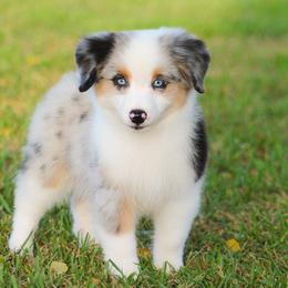 Bugs - Blue merle female Miniature American Shepherd puppy in Palacios, Texas from Coastal’s Miniature American Shepherds