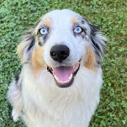 Maggie - Australian Shepherd
