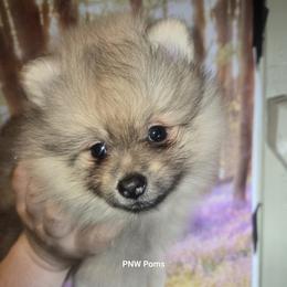 Pomeranians from Pacific Northwest Pomeranians