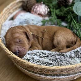 Lucy (Light Pink Collar) - Red  female Goldendoodle puppy in Bay City, Texas from Charming Doods