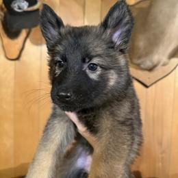 Spirit - Sable female German Shepherd puppy in Statesville, North Carolina from Von Haus Morgensturm
