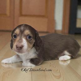 Panda - Chocolate and cream male Dachshund puppy in Oklahoma City, Oklahoma from OkieDoxieland Dachshunds