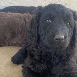 Goldendoodles and Labradoodles from Aqua Doodles