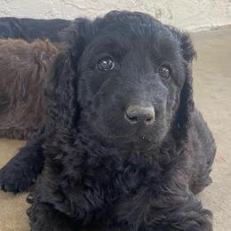 Goldendoodles and Labradoodles from Aqua Doodles