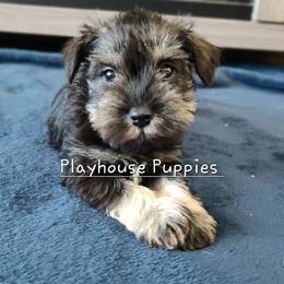 Peter - Salt and pepper male Miniature Schnauzer puppy in Lebanon, Missouri from Playhouse Puppies