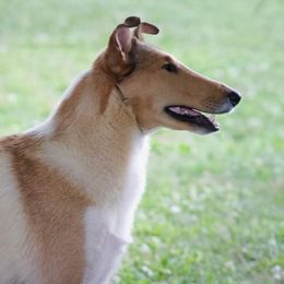Blossom - Collie