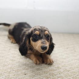 Roxy - Dapple female Dachshund puppy in Indiantown, Florida from Turquoise River Minature Dachshunds