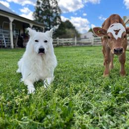 Berger Blanc Suisse and German Shepherd Puppies from Vom Hundhaus Shepherds