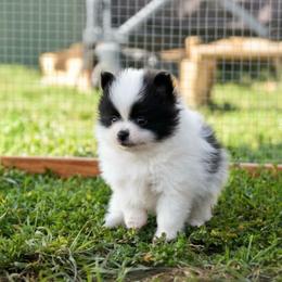 Oreo - Black parti male Pomeranian puppy in Saint Ignatius, Montana from Pomeranians Montana
