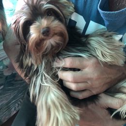 Yorkshire Terrier Puppies from Jackie Jenny’s Precious Yorkies