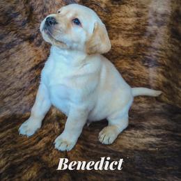 Benedict - Yellow male Labrador Retriever puppy in Wyalusing, Pennsylvania from Cooley’s Labradors Retrievers