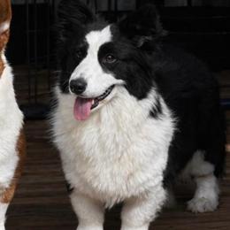 Gnomee - Cardigan Welsh Corgi