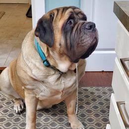 Mastiffs from Mystic Mountain Mastiffs