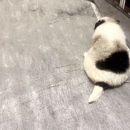 Blue Merle Parti - Blue merle male Pomeranian puppy in Harrah, Oklahoma from Sunshines Pomeranians & Cavapoos