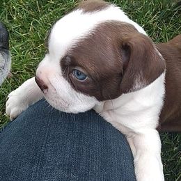 Boston Terrier Puppies from Bagosy's Boston Terriers 6