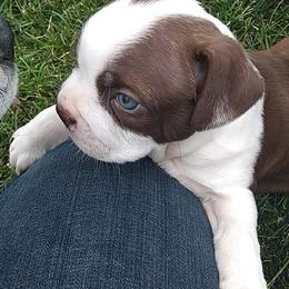 Boston Terrier Puppies from Bagosy's Boston Terriers 6