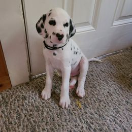Toad - White and black Dalmatian puppy in Champion, Ohio from Hites Family Dalmatians