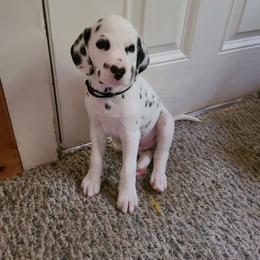 Toad - White and black Dalmatian puppy in Champion, Ohio from Hites Family Dalmatians