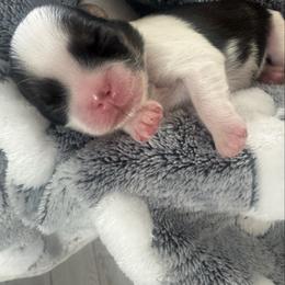 Koda - Tricolor male Shih Tzu puppy in Avondale, Arizona from Riley Family Shih Tzus