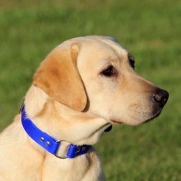 Macey - Labrador Retriever