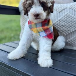 Poopsy - Brown and white female Sheepadoodle puppy in Argillite, Kentucky from DeAnna’s Doodles