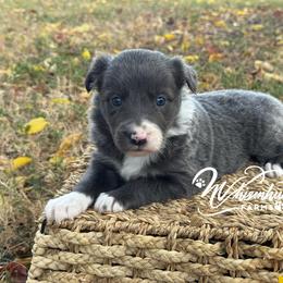 Slate Blue - Slate female Border Collie puppy in Nashville, Arkansas from Whisenhunt Farms