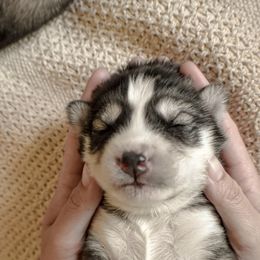 Siberian Husky Puppies from Fly Siberian