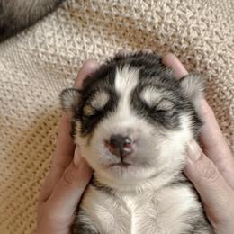 Siberian Husky Puppies from Fly Siberian