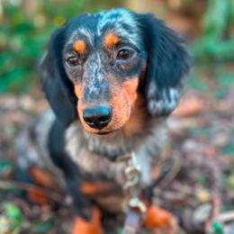 Dixie Lee - Dachshund