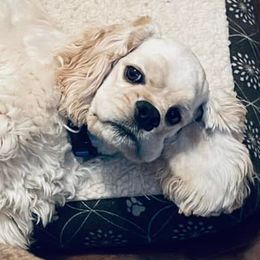 Cocker Spaniels from M & M cocker Spaniels
