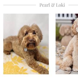 Australian Labradoodle puppies from Little Farmstead Labradoodles