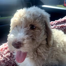Goldendoodle, Golden Retriever, and Poodle Puppies from Studmuffin Services