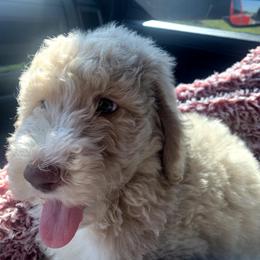 Goldendoodle, Golden Retriever, and Poodle Puppies from Studmuffin Services