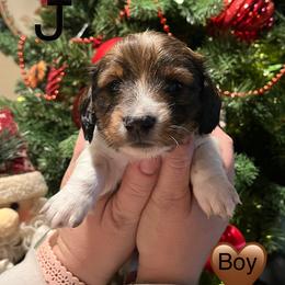 Dachshund Puppies from MJ Family Farm