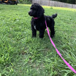 Ayla - Blue female Poodle puppy in Cumming, Georgia from Wagnarok Poodles