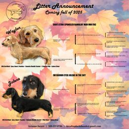 Dachshund puppies from Invading Dachshunds : AKC Miniature Wirehairs