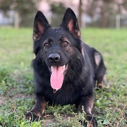 Bae - German Shepherd