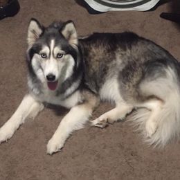 Siberian Huskies from Throne of White Wings