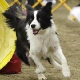 Border Collies, Miniature Australian Shepherds, and Toy Australian Shepherds from Windy Ridge Farms