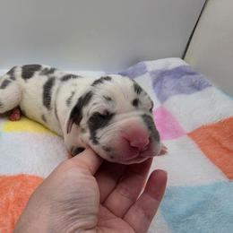 Nova - Harlequin female Great Dane puppy in Kannapolis, North Carolina from Carolina Great Danes & Toy Poodles